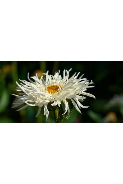 Leucanthemum superbum ‘Crazy Daisy’